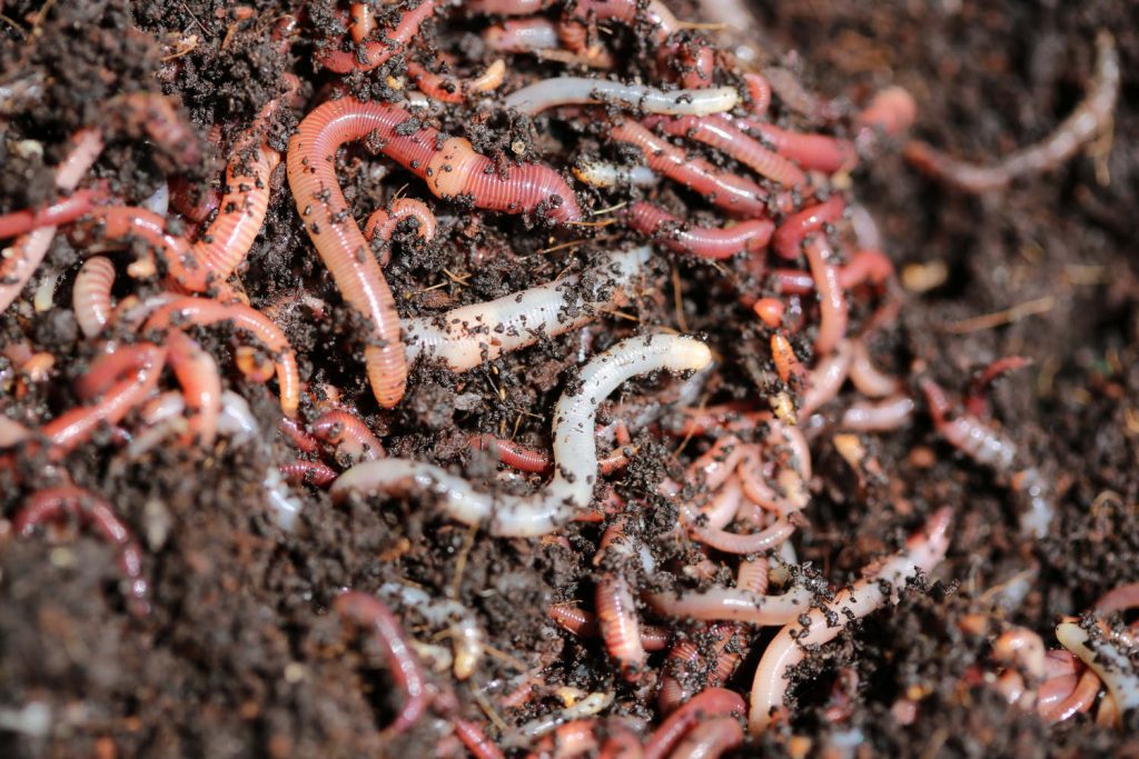 Was fressen Regenwürmer? Die Bedeutung der Ernährung im Garten Mein