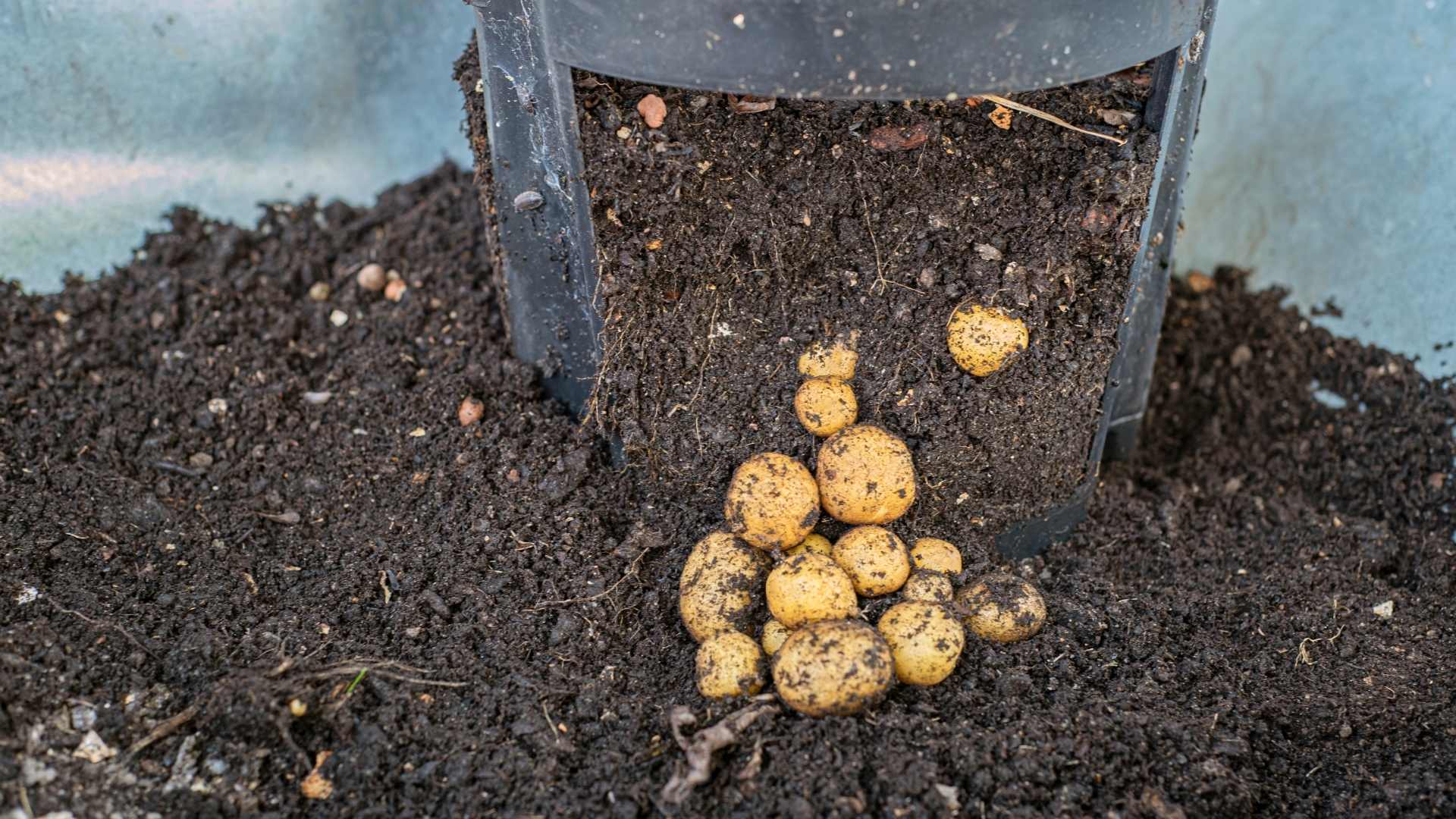 Kartoffeln anbauen im Kübel