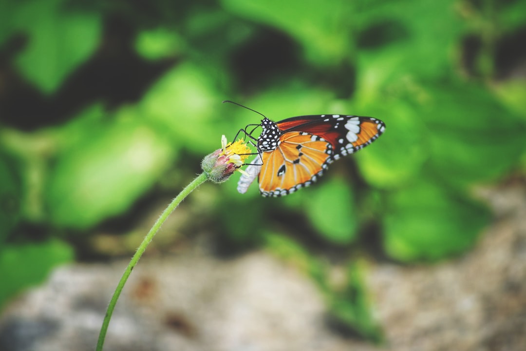 Photo Flower pollination