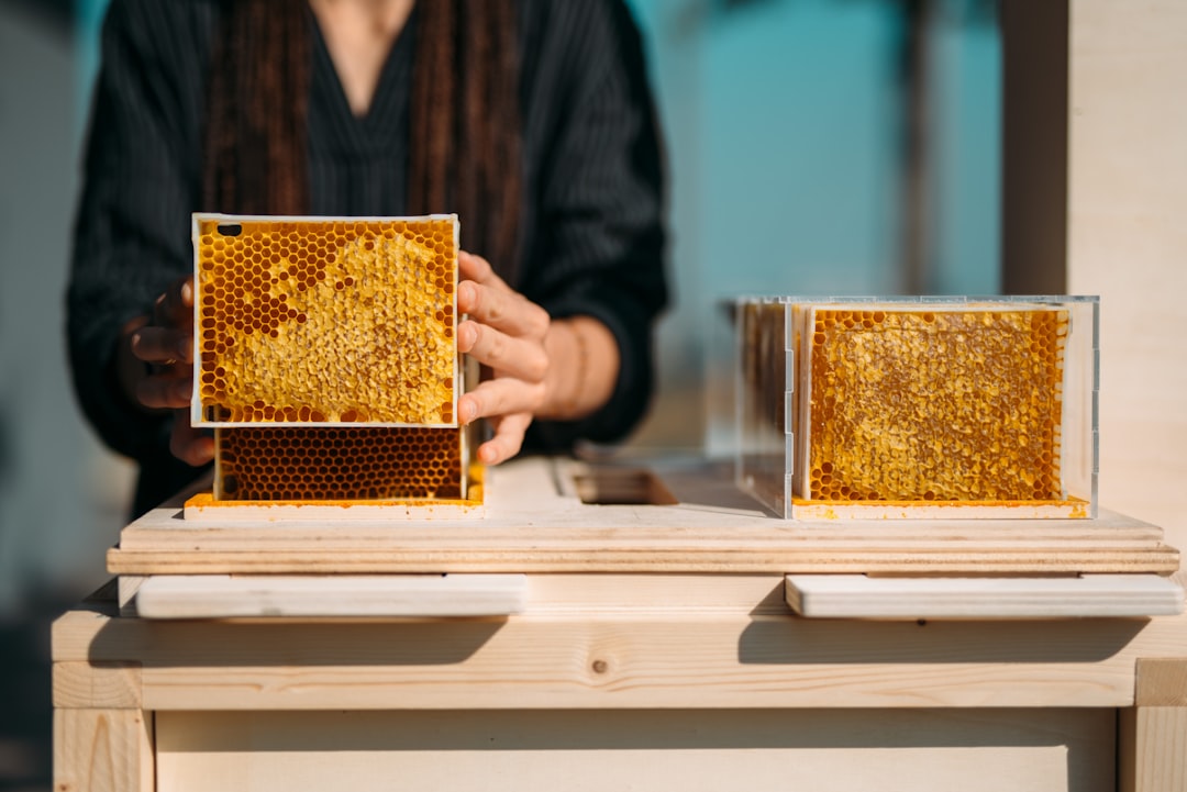 Photo beekeeping honeycomb